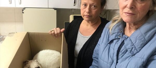 Sosyal medyada gözleri oyulmuş, kulakları kesilmiş bir kedi - Sputnik Türkiye