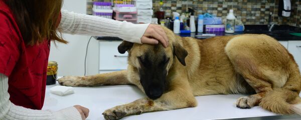 Yaralı sokak köpeği - Sputnik Türkiye