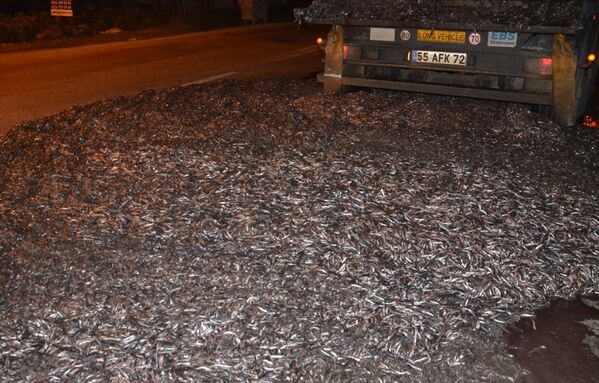 Bursa'nın İznik ilçesinde, hamsi yüklü bir tırın kapağının açılması sonucu yola saçılan 15 ton balık - Sputnik Türkiye