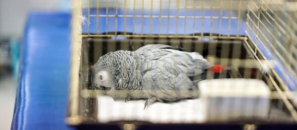 Murat Özdemir'in işkence ettiği papağan Murat Özdemir'in işkence ettiği papağan - Sputnik Türkiye