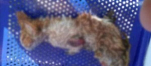 kedi, işkence - Sputnik Türkiye