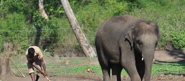 Fil  - Sputnik Türkiye