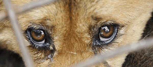 köpek - Sputnik Türkiye