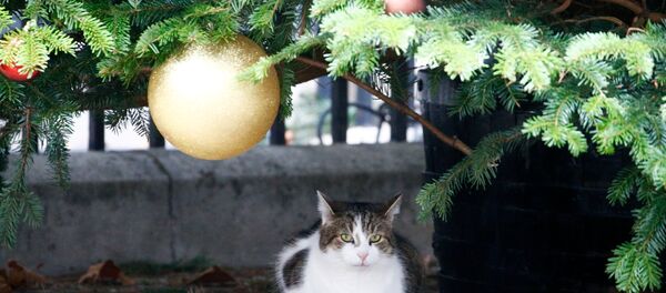 Kedi - Sputnik Türkiye