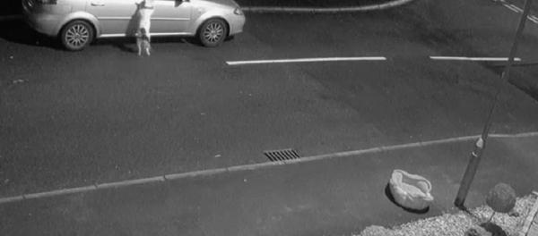 İngiltere'de terk edilen köpek - Sputnik Türkiye