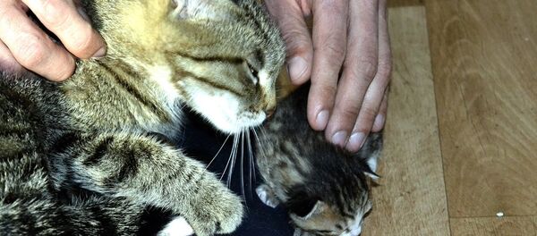 kedi - Sputnik Türkiye