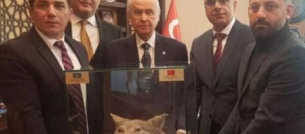 Bahçeli'ye doğum gününde kurt kafası hediyesi - Sputnik Türkiye