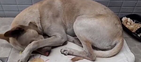 Tayvan'da terk edilen köpek - Sputnik Türkiye