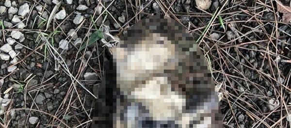 Çanakkale'nin Lapseki ilçesinde, patileri kesilmiş ve yakılarak öldürülmüş kedi bulundu. Yapılan incelemede kedinin bir gün önce telef olduğu tespit edildi. - Sputnik Türkiye