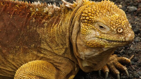 Galapagos kara iguanası - Sputnik Türkiye