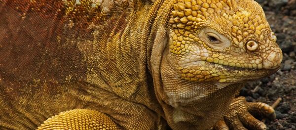 Galapagos kara iguanası - Sputnik Türkiye