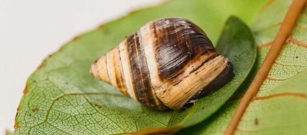 Salyangoz George - Sputnik Türkiye