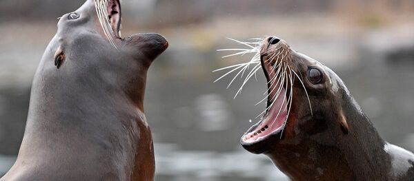 Denizaslanı - Sputnik Türkiye