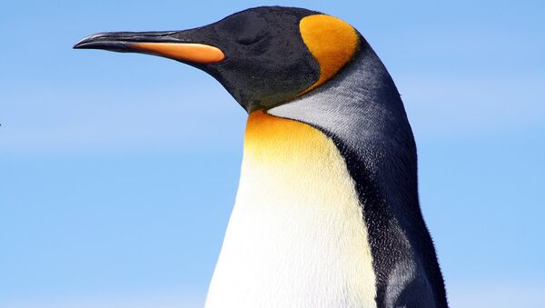 King penguin at the Falkland Islands. - Sputnik Türkiye