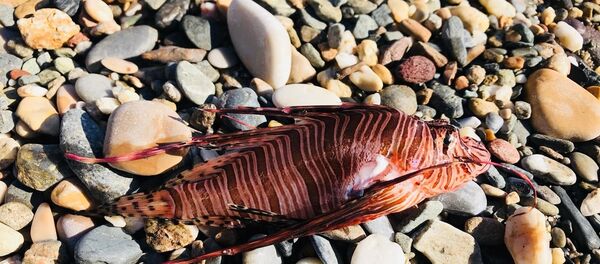 Deniz aslanı - Sputnik Türkiye