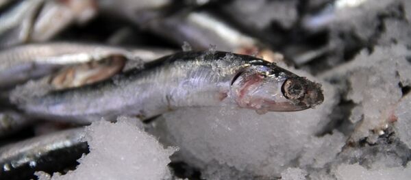 Hamsi - Sputnik Türkiye