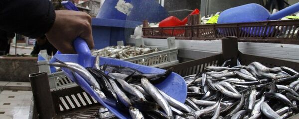 Hamsi - Sputnik Türkiye