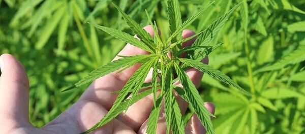 Kenevir - Sputnik Türkiye