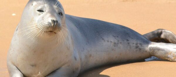 Seal - Sputnik Türkiye