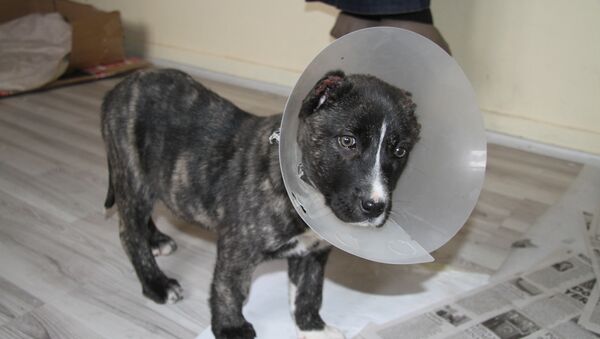 Yavru köpek, kulakları kesilmiş halde bulundu - Sputnik Türkiye