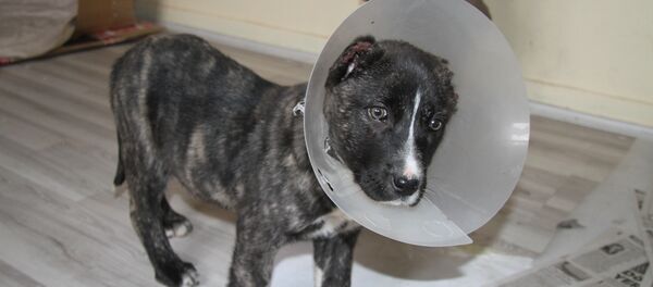 Yavru köpek, kulakları kesilmiş halde bulundu - Sputnik Türkiye