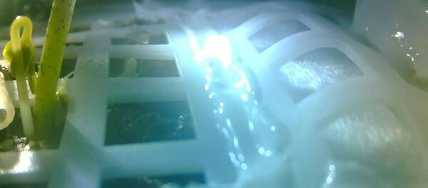 Çin - Ay - Tohum - Sputnik Türkiye