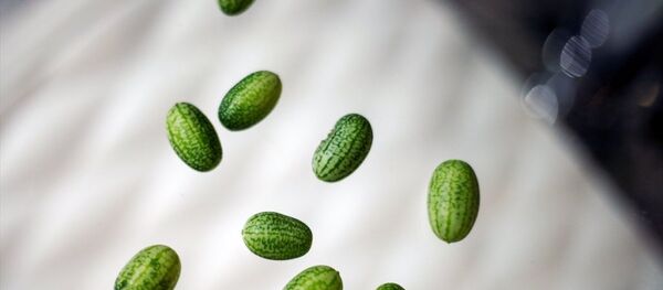 Antalya'da bir tarım firmasının ürettiği zeytin kadar karpuz - Sputnik Türkiye