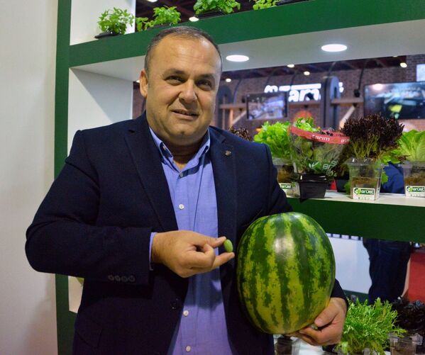 Antalya'da bir tarım firmasının ürettiği zeytin kadar karpuz - Sputnik Türkiye