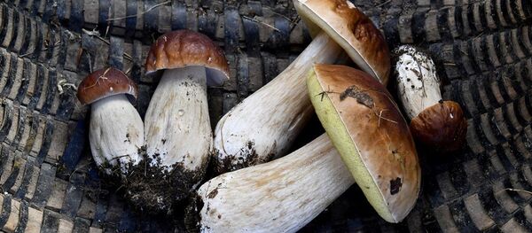 Mantar - Sputnik Türkiye