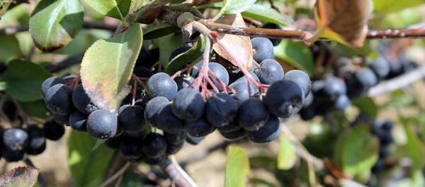 Rus yaban mersini olarak da adlandırılan aronianın ekstresi - Sputnik Türkiye