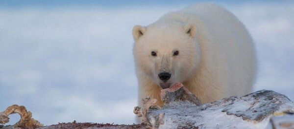 Rusya'da araştırmacılar ve bölge halkı öksüz bir kutup ayısını yaşatmaya çalışıyor - Sputnik Türkiye