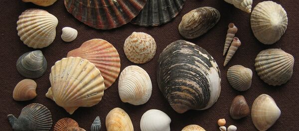 Deniz kabuğu koleksiyonunda 460 milyon yıllık fosil bulundu - Sputnik Türkiye