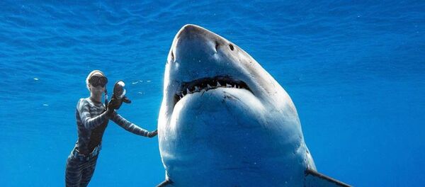 Dünyanın en iri büyük beyaz köpek balığı - Sputnik Türkiye