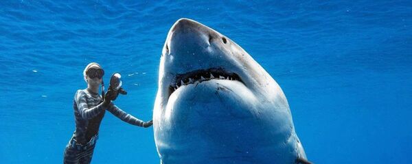 Dünyanın en iri büyük beyaz köpek balığı - Sputnik Türkiye