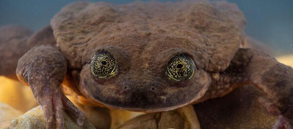 kurbağa Romeo - Sputnik Türkiye