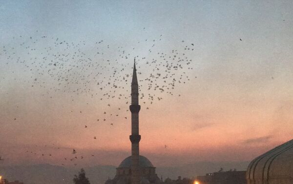 Şanlıurfa semalarına 'güvercin döküldü' - Sputnik Türkiye