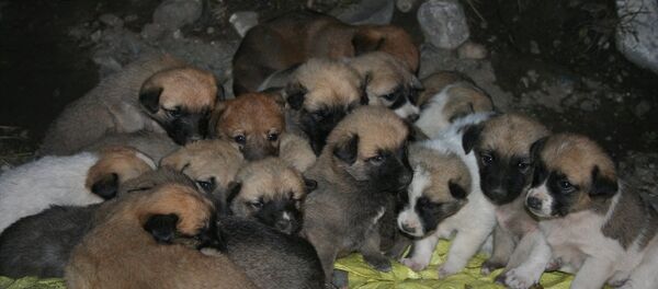 22 köpek yavrusu - Sputnik Türkiye