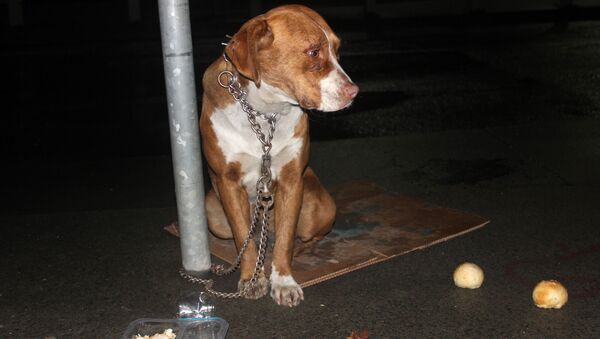 Şişli'de bir köpeği trafik tabelasına zincirleyip terk ettiler - Sputnik Türkiye