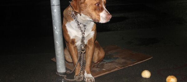 Şişli'de bir köpeği trafik tabelasına zincirleyip terk ettiler - Sputnik Türkiye