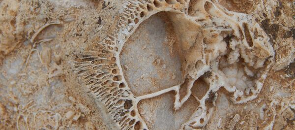 Doğa yürüyüşünde 98 milyon yıllık fosil yatağı buldu - Sputnik Türkiye