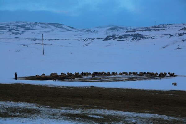 Ağrı’nın Doğubayazıt İlçesi kırsalında yol üstünde sürüleri ile bekleyen bir çoban. - Sputnik Türkiye