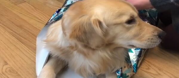 Golden Retriever present - Sputnik Türkiye