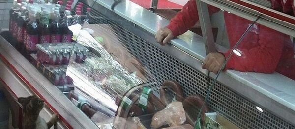Kasaba giderek müşteri gibi sırasını bekleyerek et isteyen Yeşim adlı sokak kedisi - Sputnik Türkiye
