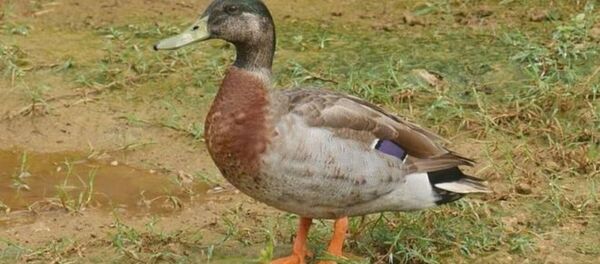 Trevor - Dünyanin en yalnız ördeği - Sputnik Türkiye