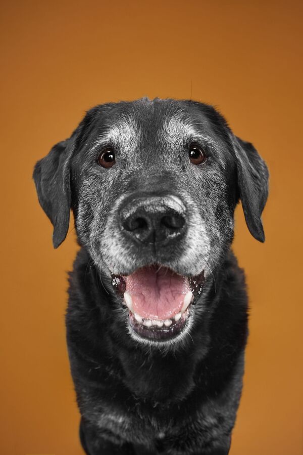 Bakışlarıyla duygularını ifade eden sevimli köpekler - Sputnik Türkiye