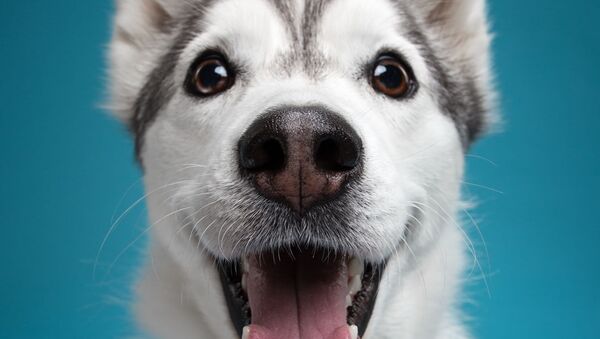 Bakışlarıyla duygularını ifade eden sevimli köpekler - Sputnik Türkiye