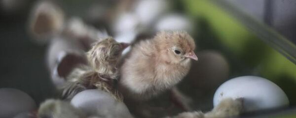 Civciv - Sputnik Türkiye