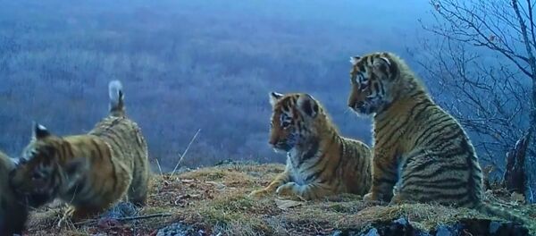 Yavru Amur kaplanlarının oyun vakti - Sputnik Türkiye