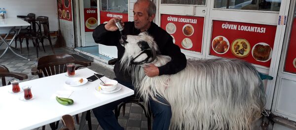 'Burada keçimle beraber kahvaltı ediyorduk, köpek bir anda saldırdı' - Sputnik Türkiye