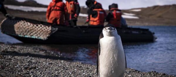 Penguen -  Antarktika - Sputnik Türkiye